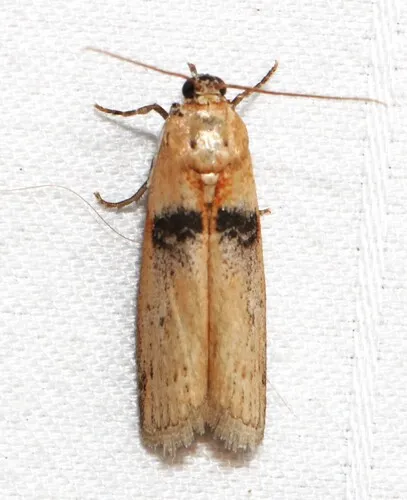Sciota fernaldi - Hodges#5792 - Sciota fernaldi