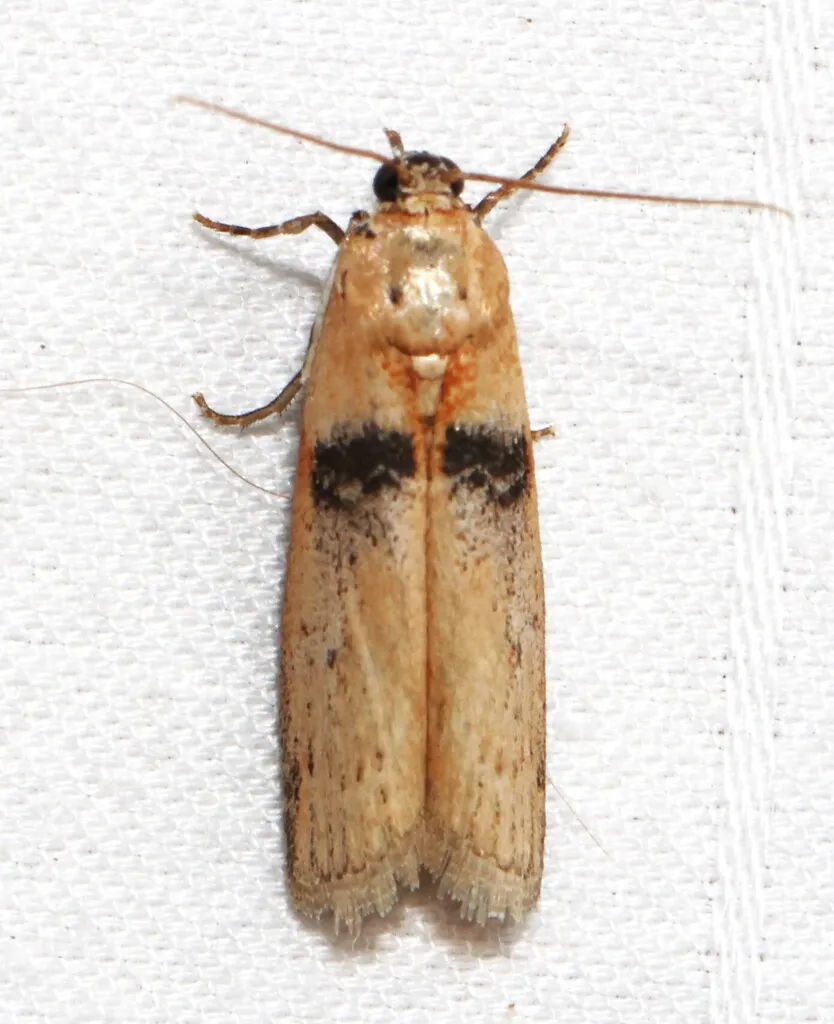 Sciota fernaldi - Hodges#5792 - photo 2