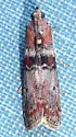 Sciota fraudifera - Hodges#5790.1