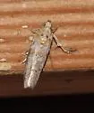 Sciota gilvibasella - Hodges#5805 - photo 2