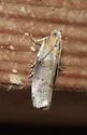 Sciota gilvibasella - Hodges#5805 - photo 3