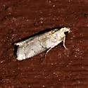 Sciota gilvibasella - Hodges#5805 - photo 4