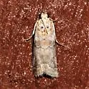 Sciota gilvibasella - Hodges#5805 - photo 5