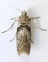 Sciota inconditella - Hodges#5795 - photo 4