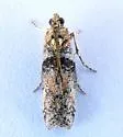 Sciota inconditella - Hodges#5795 - photo 5
