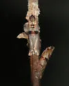 Sciota rubescentella - Hodges#5791 - Sciota rubescentella