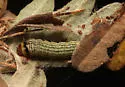 Sciota rubescentella - Hodges#5791 - photo 4