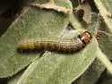 Sciota rubescentella - Hodges#5791 - photo 5