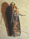 Sciota rubrisparsella - Hodges#5804 - Sciota rubrisparsella