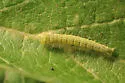 Sciota rubrisparsella - Hodges#5804 - photo 2
