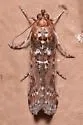 Sciota rubrisparsella - Hodges#5804 - photo 3