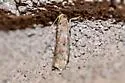 Sciota rubrisparsella - Hodges#5804 - photo 4