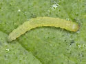 Sciota rubrisparsella - Hodges#5804 - photo 5