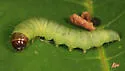 Locust Leafroller Moth - Hodges#5796 - Sciota subcaesiella