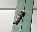Locust Leafroller Moth - Hodges#5796 - photo 4