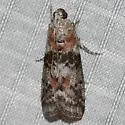 Locust Leafroller Moth - Hodges#5796 - photo 5
