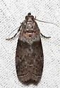Striped Sumac Leafroller - Hodges#5789 - Sciota subfuscella