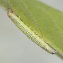 Striped Sumac Leafroller - Hodges#5789 - photo 2