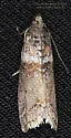 Striped Sumac Leafroller - Hodges#5789 - photo 4