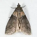 Sciota tarmitalis - Hodges#5800 - photo 2