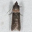 Sciota tarmitalis - Hodges#5800 - photo 3