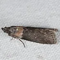Sciota tarmitalis - Hodges#5800 - photo 4