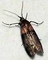 Sciota tarmitalis - Hodges#5800 - photo 5