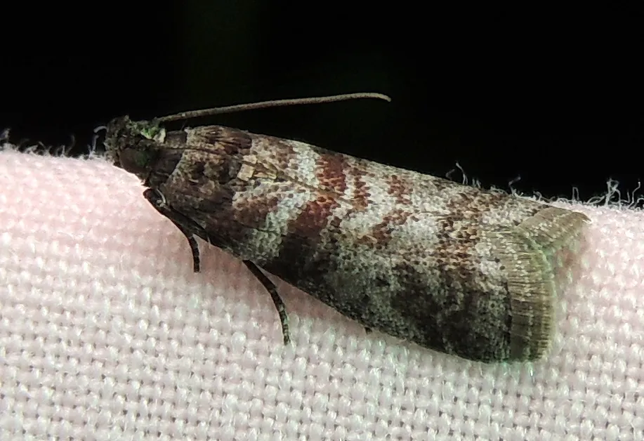 Sweetgum Leafroller Moth - photo 2