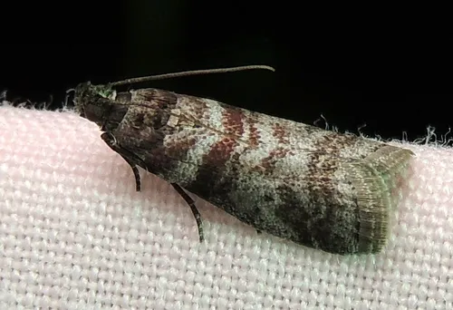Sweetgum Leafroller Moth - photo 4