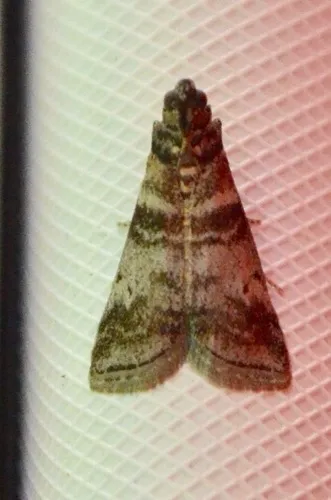 Sweetgum Leafroller Moth - photo 5