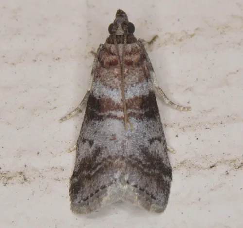 Sweetgum Leafroller Moth - photo 6