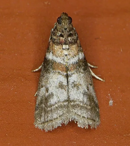 Sweetgum Leafroller Moth - photo 7