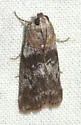 Sciota vetustella - Hodges#5794 - photo 2