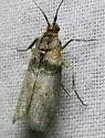 Sciota vetustella - Hodges#5794 - photo 3