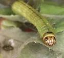 Black-spotted Leafroller - Hodges#5797 - photo 3