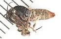 Black-spotted Leafroller - Hodges#5797 - photo 4