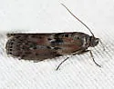 Black-spotted Leafroller - Hodges#5797 - photo 5