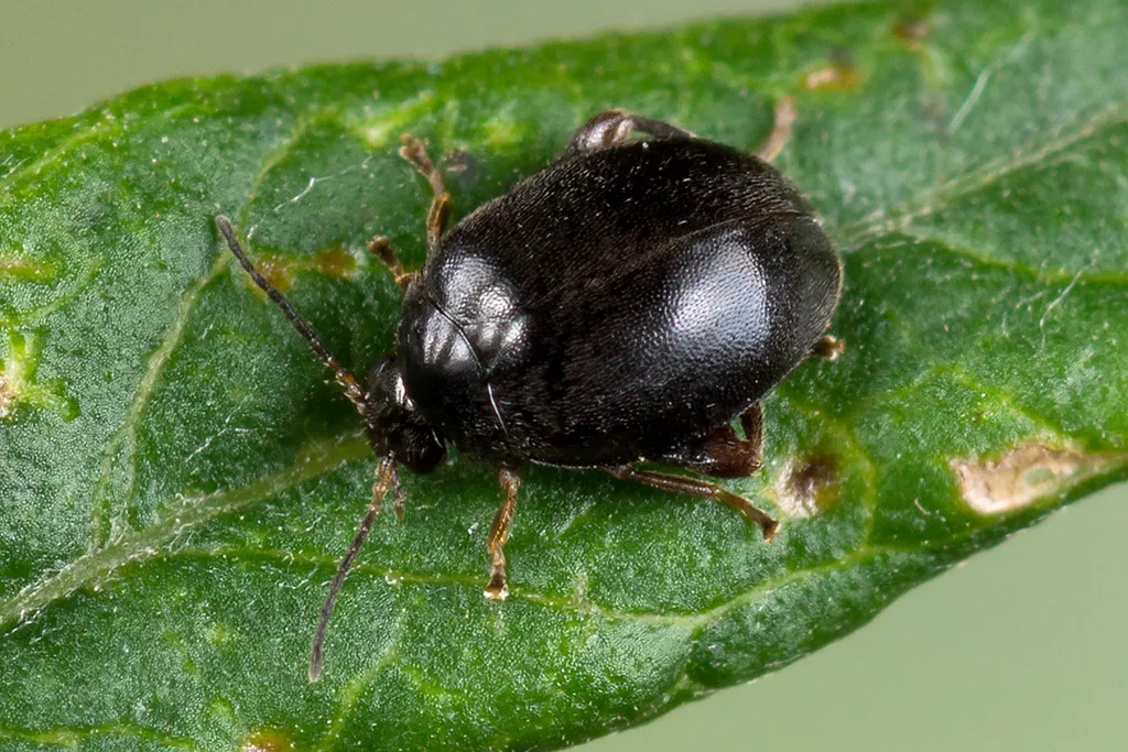 Scirtes hemisphaericus - photo 2