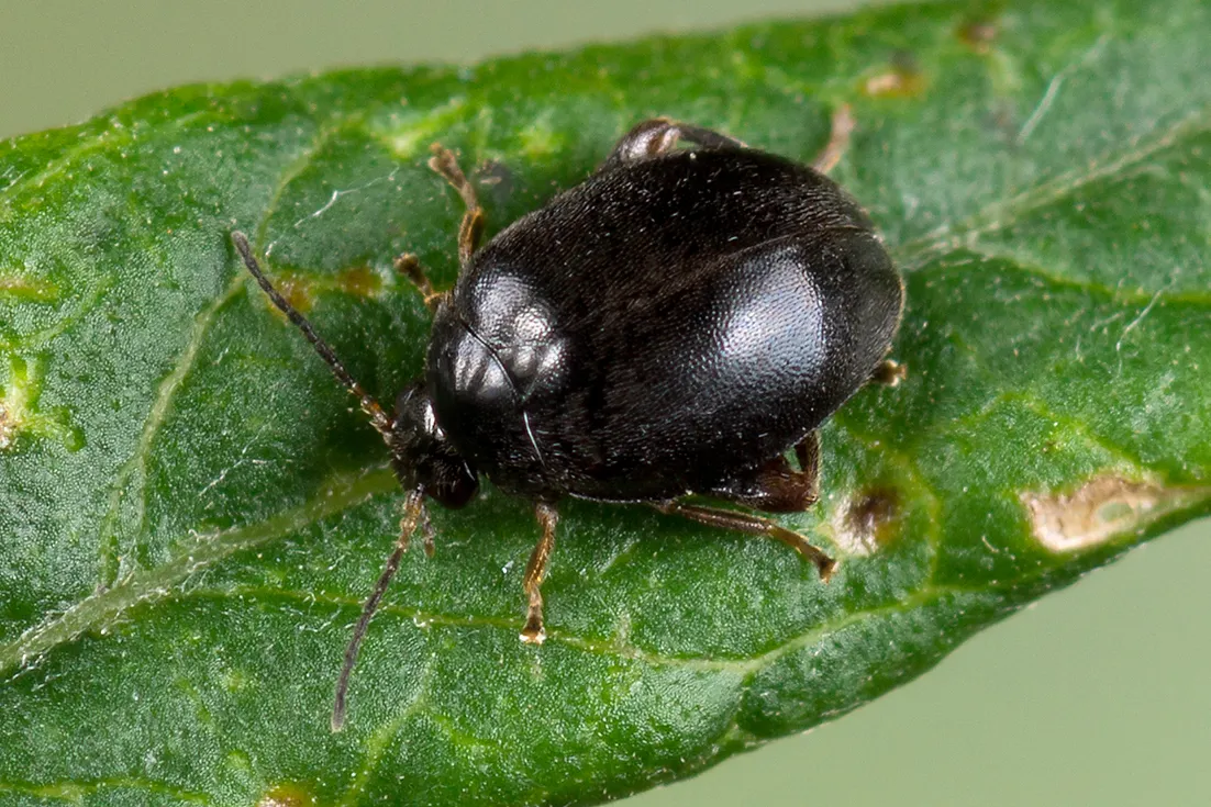 Scirtes hemisphaericus - photo 3