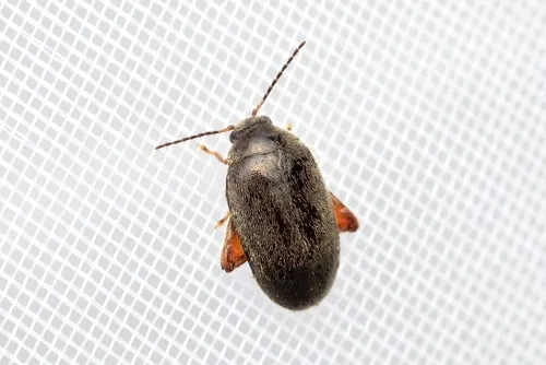 Scirtes japonicus
