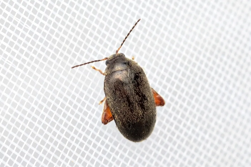 Scirtes japonicus - photo 2