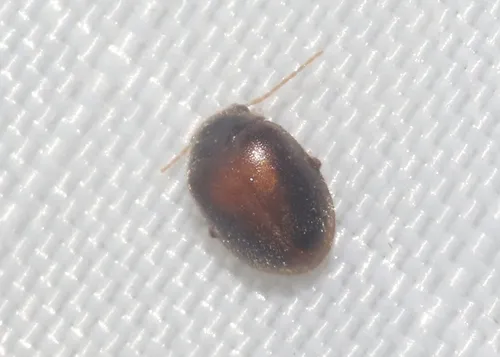 Scirtes plagiatus
