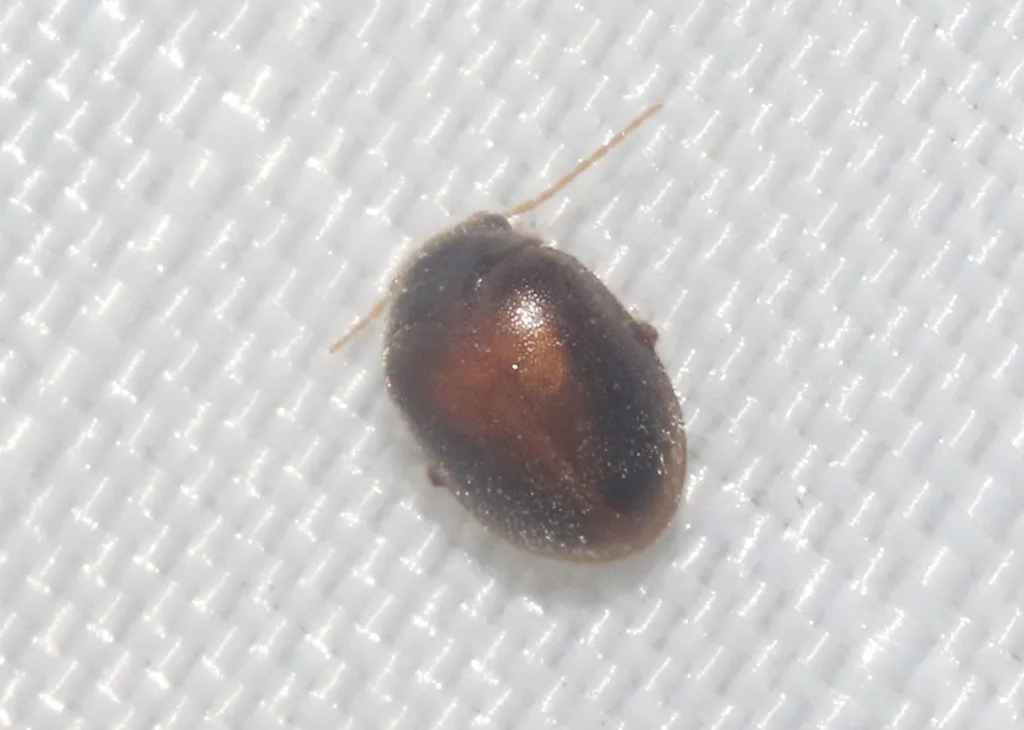 Scirtes plagiatus - photo 2