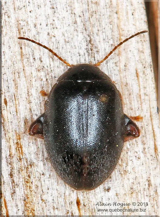 Scirtes tibialis