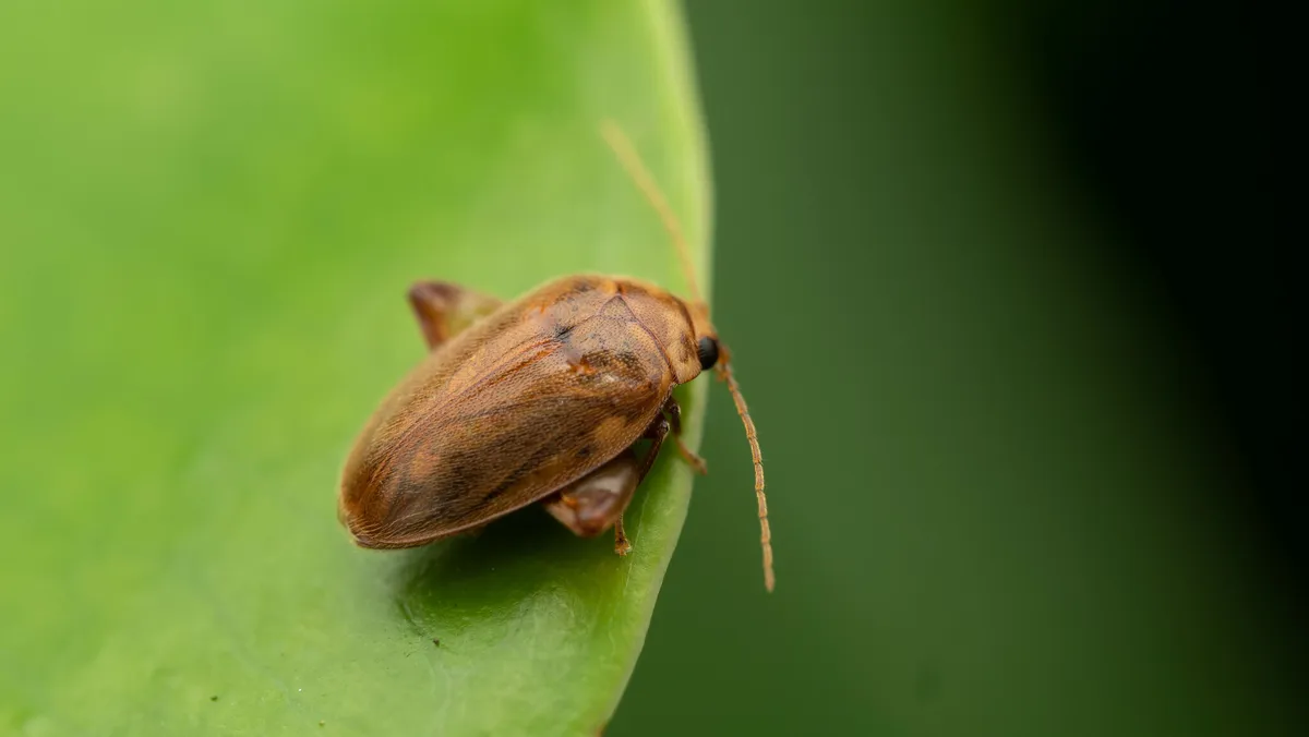 Marsh Beetles - photo 3