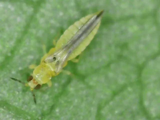 Chilli thrips