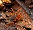 Sclerobunus idahoensis