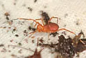 Sclerobunus nondimorphicus - photo 4