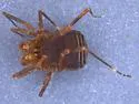 Sclerobunus nondimorphicus - photo 5