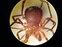 Sclerobunus robustus